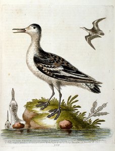 Vesivärikuvitus G Edwardsin harvinaisia lintuja käsittelevästä kirjasta vuodelta 1750. George Edwards (1694-1773) oli brittiläinen luonnontieteilijä ja ornitologi. Hän matkusti laajalti Euroopassa ja tutki luonnonhistoriaa ja erityisesti lintuja. Hän saavu