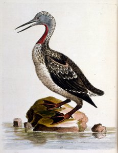 Vesivärikuvitus G Edwardsin harvinaisia lintuja käsittelevästä kirjasta 1750. George Edwards (1694-1773) oli brittiläinen luonnontieteilijä ja ornitologi. Hän matkusti laajalti Euroopassa ja tutki luonnonhistoriaa ja erityisesti lintuja. Hän saavutti jonki tekijältä George Edwards