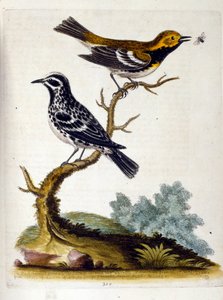 Vesivärikuvitus G Edwardsin harvinaisia lintuja käsittelevästä kirjasta 1750. George Edwards (1694-1773) oli brittiläinen luonnontieteilijä ja ornitologi. Hän matkusti laajalti Euroopassa ja tutki luonnonhistoriaa ja erityisesti lintuja. Hän saavutti jonki tekijältä George Edwards