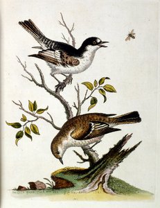 Vesivärikuvitus G Edwardsin harvinaisia lintuja käsittelevästä kirjasta 1750. George Edwards (1694-1773) oli brittiläinen luonnontieteilijä ja ornitologi. Hän matkusti laajalti Euroopassa ja tutki luonnonhistoriaa ja erityisesti lintuja. Hän saavutti jonki tekijältä George Edwards