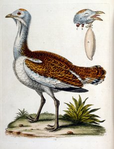 Vesivärikuvitus G Edwardsin harvinaisia lintuja käsittelevästä kirjasta 1750. George Edwards (1694-1773) oli brittiläinen luonnontieteilijä ja ornitologi. Hän matkusti laajalti Euroopassa ja tutki luonnonhistoriaa ja erityisesti lintuja. Hän saavutti jonki tekijältä George Edwards