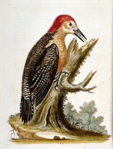 Vesivärikuvitus G Edwardsin harvinaisia lintuja käsittelevästä kirjasta vuodelta 1750. George Edwards (1694-1773) oli brittiläinen luonnontieteilijä ja ornitologi. Hän matkusti laajalti Euroopassa ja tutki luonnonhistoriaa ja erityisesti lintuja. Hän saavu tekijältä George Edwards