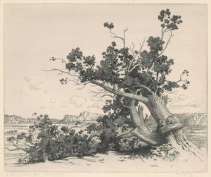 Desert Cedars, New Mexico tekijältä George Elbert Burr
