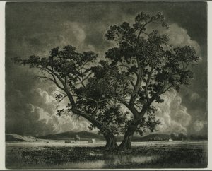 Old Cottonwoods, Colorado tekijältä George Elbert Burr