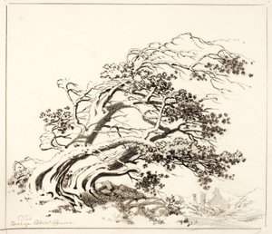 Luonnos kohteelle Pines in Wind, Estes Park tekijältä George Elbert Burr