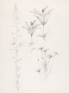 Nimetön (Lily, Daisy, Hibiscus)
