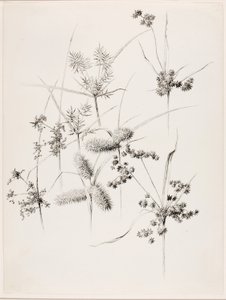 Otsikoimaton (ruohoja) tekijältä George Elbert Burr