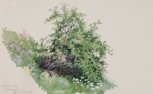 Villiruusu, Pesu, 1898.