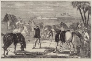 Arabihevoskauppias