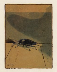 The Beetle (värilitro)