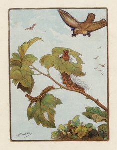 Toukka (värilitro)