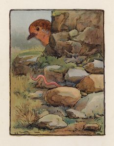 Mato (värilitografia) tekijältä George Henry Thompson