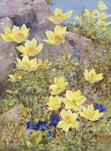 Anemone sulphurea ja Gentiana excisa maalattu suoraan pelloille toukokuun lopussa (värilitro).