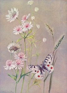 Astrantia-duuri, a-molli ja Apollo-perhonen (värilitografia).