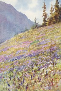Campanula rhomboidalis -lajin pelto Col de la Forclazilla heinäkuun alussa (värikuvio).