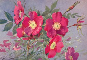 Rosa alpina, piikitön alppiruusu (värilitaatio)