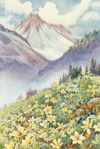Rikkivuokot Le Planetin rinteillä (väri litho)