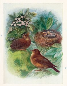 Tyypillinen nidikoloinen untuvikko - kolme vaihetta. Blackbird, 1910, 1910 tekijältä George James Rankin