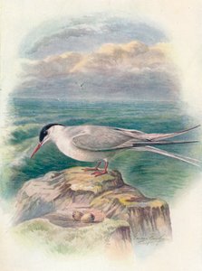 Napitiira - Sterna macrura, c1910, 1910 tekijältä George James Rankin