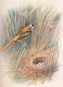 Partatiainen - Panurus biarmicus, c1910, 1910