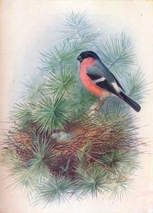 Bullfinch - Pyrrhua europaea, c1910, 1910 tekijältä George James Rankin