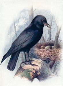 Carrion-Crow - Corvus corone, c1910, 1910 tekijältä George James Rankin