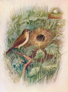 Chiff-chaff - Phylloscopus rufus, c1910, 1910 tekijältä George James Rankin