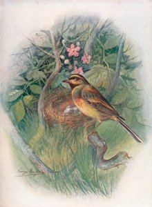 Cirl-Bunting - Emberiza cirlus, c1910, 1910 tekijältä George James Rankin