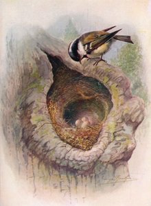 Hiilitiainen - Parus ater, c1910, 1910