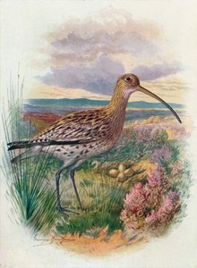 Curlew - Numenius arquata, c1910, 1910 tekijältä George James Rankin