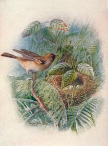 Puutarhuri - Sylvia hortensis, c1910, 1910 tekijältä George James Rankin