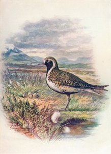 Kultatoika - Charadrius pluvialis, c1910, 1910 tekijältä George James Rankin