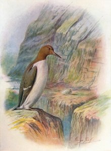 Guillemot - Uria troile, c1910, 1910 tekijältä George James Rankin