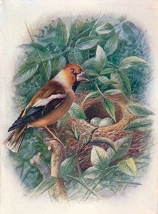 Hawfinch - Coccothraustes vulgaris, c1910, 1910 tekijältä George James Rankin