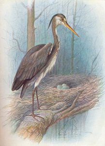 Heron - Ardea cinerea, c1910, 1910 tekijältä George James Rankin