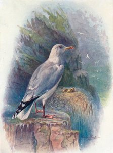 Silakkalokki - Larus argentatus, c1910, 1910 tekijältä George James Rankin