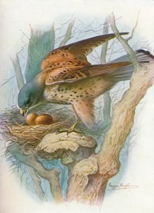 Kestrel - falco tinnunculus, c1910, 1910 tekijältä George James Rankin