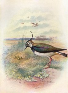 Lapwing tai Peewit - Vnellus vulgaris, c1910, 1910 tekijältä George James Rankin