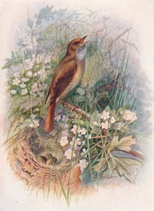 Satakieli - Daulias luscinia, c1910, 1910
