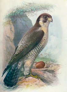 Peregrine Falcon - Falco peregrinus, c1910, 1910