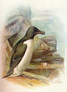 Razorbill - Alca torda, c1910, 1910 tekijältä George James Rankin