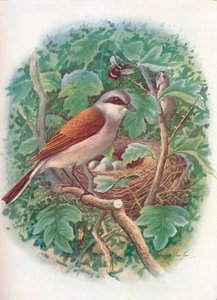 Red-backed Shrike - Lanius collurio, c1910, 1910 tekijältä George James Rankin