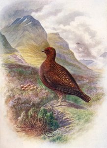 Red Grouse - Lagopus scoticus, c1910, 1910 tekijältä George James Rankin