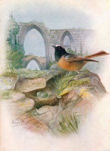 Redstart - Ruticilla phoenicurus, c1910, 1910 tekijältä George James Rankin