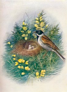 Ruokosirkku - Embriza schoeniclus, c1910, 1910