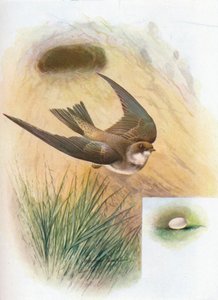 Sand-Martin - Cotile Riparia, c1910, 1910 tekijältä George James Rankin