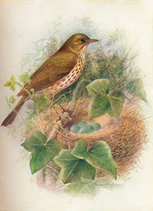 Laulurastas tai Mavis - Turdus musicus, c1910, 1910