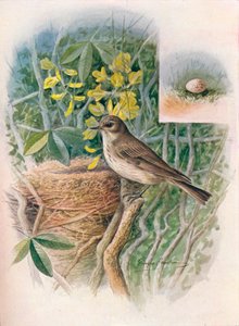 Täplikäs perhosieppari - Muscicapa grisola, c1910, 1910 tekijältä George James Rankin