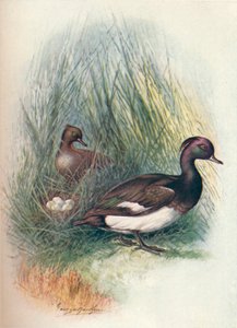 Tuftattu ankka - Fuligula cristata, c1910, 1910