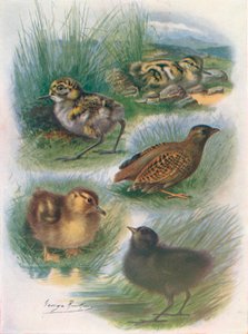 Nidifugous-poikasten tyypit, c1910, 1910
